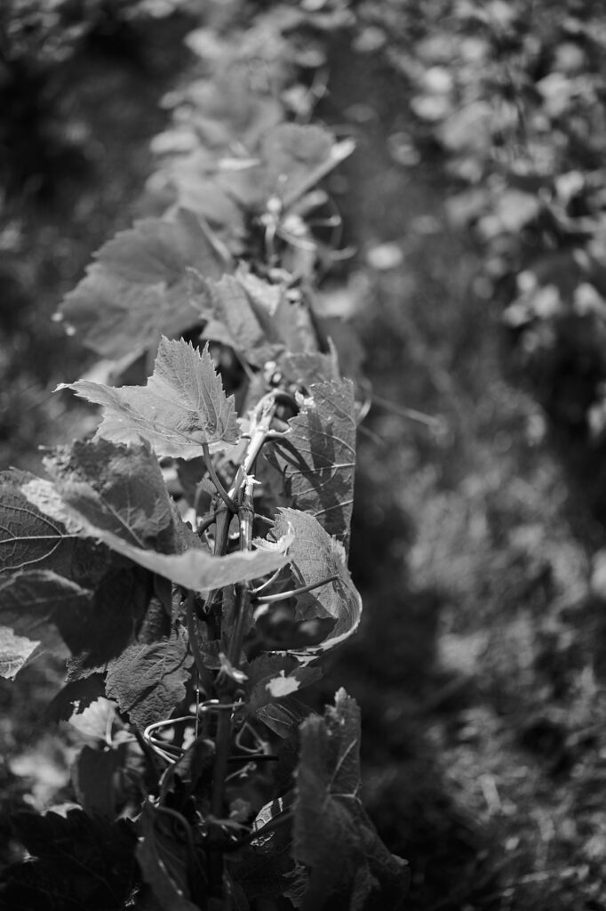 Chardonnay de Berru
