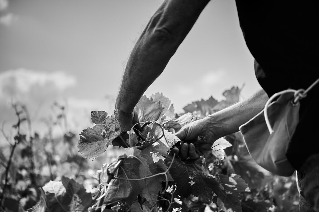 Les vignes de Berru